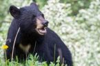 مشاهده یک قلاده خرس سیاه آسیایی در رودان