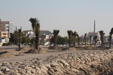 اجرای فاز اول کاشت درخت نخل در بلوار ساحلی بندرعباس