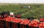 پیگیری ویژه استانداری هرمزگان و سازمان صمت برای حل مشکلات صادرات گوجه فرنگی