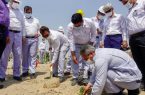 کاشت یکهزار اصله درخت گلپرک در پالایشگاه ستاره خلیج فارس