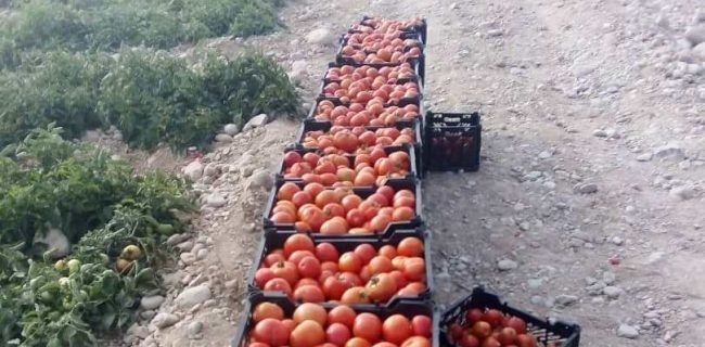 آغاز برداشت گوجه فرنگی از مزارع شهرستان بندرخمیر