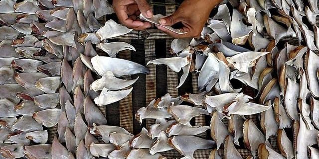 کشف محموله بزرگ قاچاق باله کوسه ماهی در آب های جزیره کیش