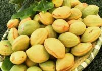 پازل ناتمام درختان بومی