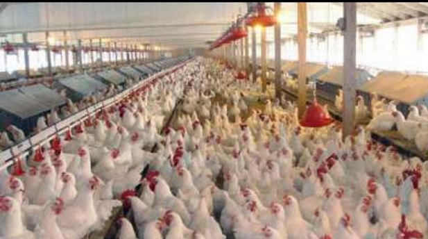 برنامه جهاد کشاورزی برای جوجه ریزی و تولید گوشت مرغ در ایام نوروز و ماه مبارک رمضان