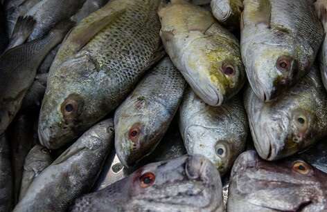 تخلیه ۴۰۰ تن از ماهیان صید شده آب‌های دور در جاسک