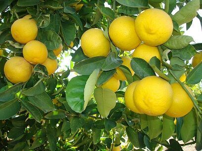 برداشت لیمو شیرین در رودان