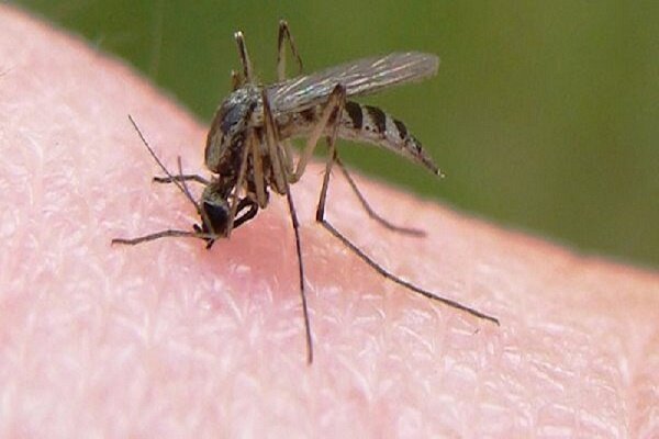 ابتلای ۲۰ نفر به مالاریا در جاسک