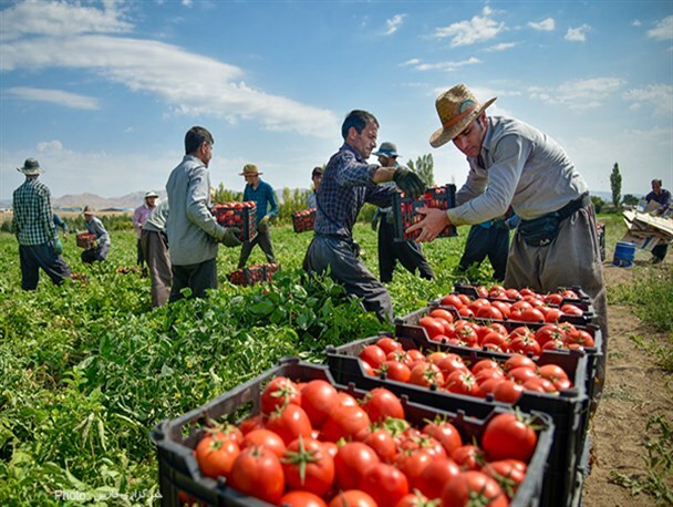 برداشت گوجه فرنگی در توکهور و هشتبندی