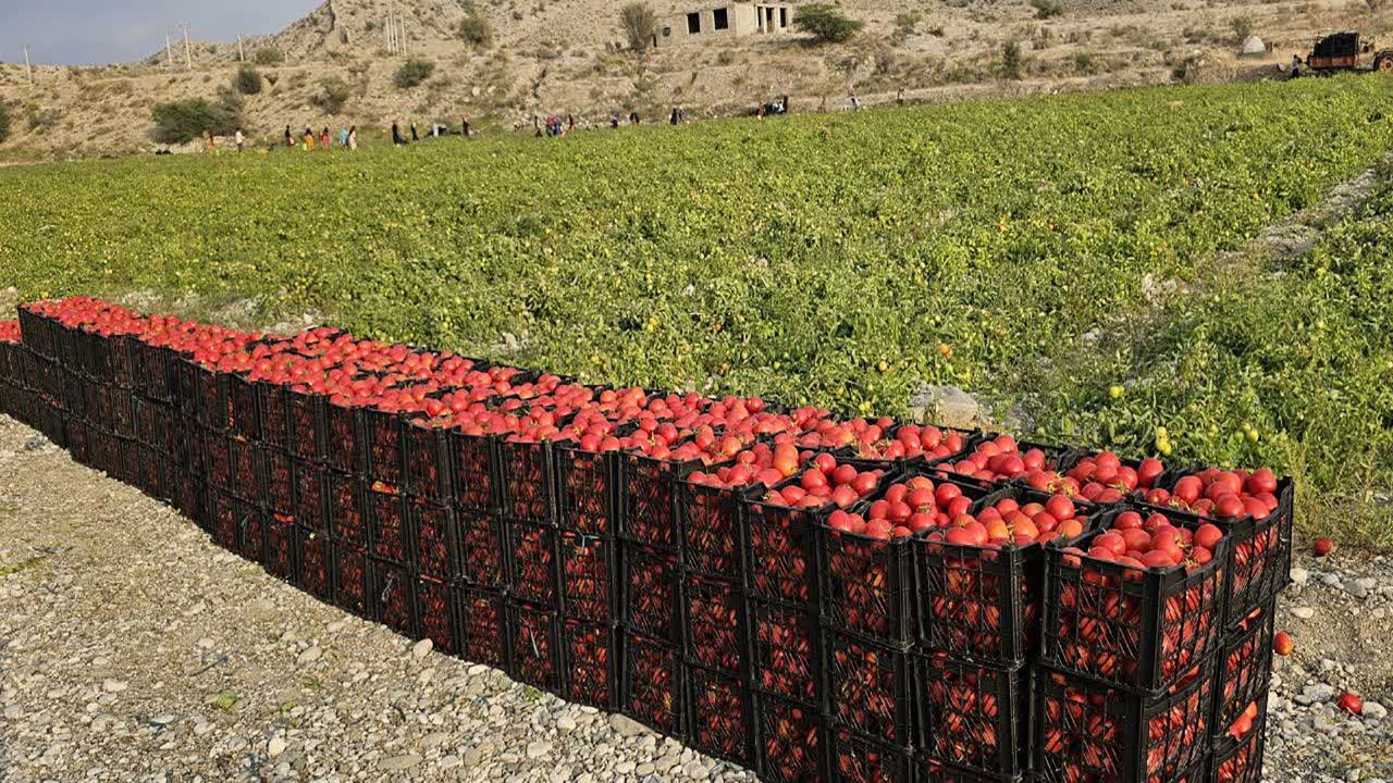 برداشت گوجه فرنگی در بخش شمیل بندرعباس