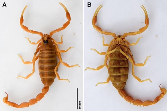 کشف و ثبت جهانی یک گونه جدید عقرب در بندرعباس