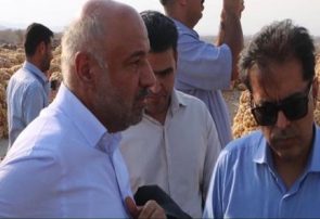 بازدید وزیر تعاون، کار و رفاه اجتماعی از مزارع پیاز روستای سرزه از توابع شهرستان رودان