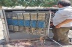 ارتباط تلفنی و اینترنتی ۸۰۰ مشترک در بندرعباس احیا شد