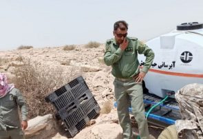 آبرسانی به حیات وحش شهر ستان بندرلنگه