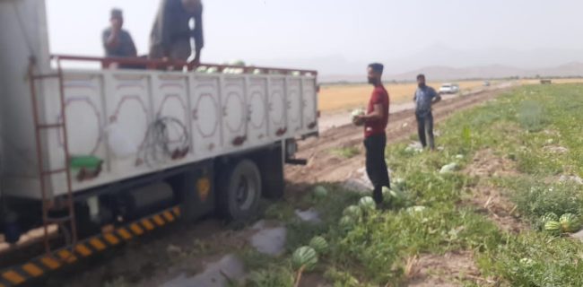 پیش‌بینی برداشت بیش از ۳۰ هزار تن هندوانه از مزارع حاجی‌آباد