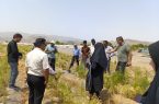 برگزاری روز مزرعه گیاهان دارویی در رودان با محوریت گیاهان مارچوبه و اپونتیا