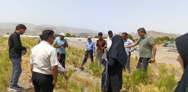 برگزاری روز مزرعه گیاهان دارویی در رودان با محوریت گیاهان مارچوبه و اپونتیا