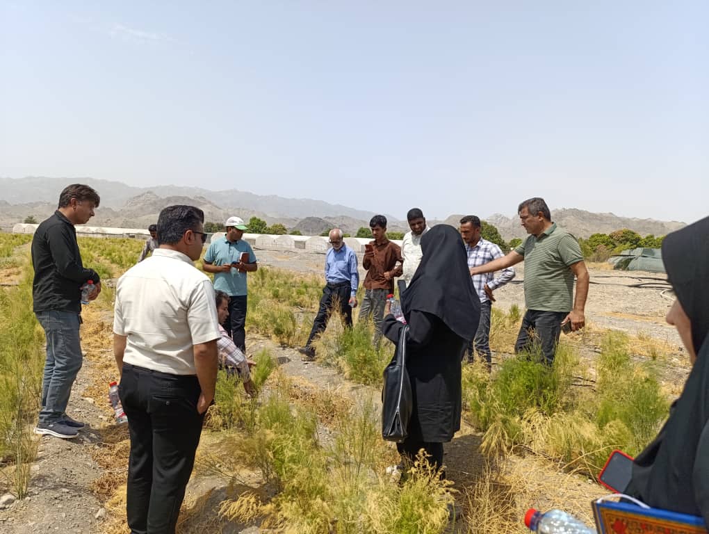 برگزاری روز مزرعه گیاهان دارویی در رودان با محوریت گیاهان مارچوبه و اپونتیا