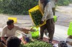 آغاز برداشت لیموترش از ۲۵۰ هکتار باغ در بخش شمیل بندرعباس