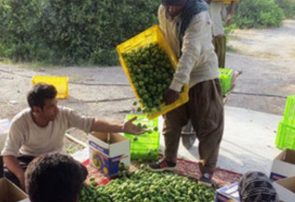 آغاز برداشت لیموترش از ۲۵۰ هکتار باغ در بخش شمیل بندرعباس