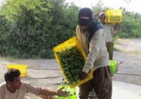 آغاز برداشت لیموترش از ۲۵۰ هکتار باغ در بخش شمیل بندرعباس