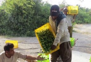 آغاز برداشت لیموترش از ۲۵۰ هکتار باغ در بخش شمیل بندرعباس