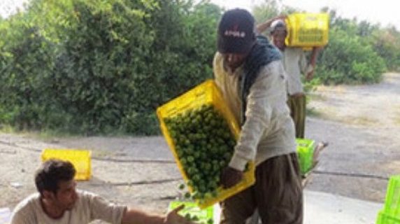 آغاز برداشت لیموترش از ۲۵۰ هکتار باغ در بخش شمیل بندرعباس