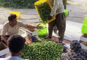 آغاز برداشت لیموترش از ۲۵۰ هکتار باغ در بخش شمیل بندرعباس