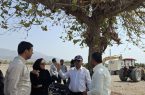 بازدید مسئولان از محل اجرای پروژه گلخانه میوه‌های گرمسیری در شهرستان رودان