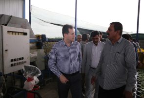 بررسی پیشرفت سورتینگ مرکبات و سردخانه ۱۵۰۰ تنی در بخش رودخانه شهرستان رودان