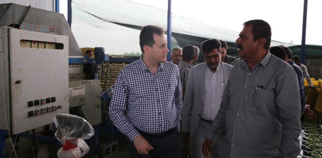 بررسی پیشرفت سورتینگ مرکبات و سردخانه ۱۵۰۰ تنی در بخش رودخانه شهرستان رودان