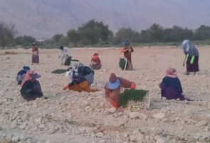 آغاز کشت نشاء گوجه فرنگی در مزارع شهرستان پارسیان/ هرمزگان قطب تولید گوجه فرنگی خارج از فصل در کشور