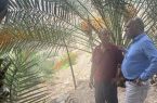 اجرای موفق طرح مبارزه با آفت زنجیره خرما در نخلستان‌های بندرعباس