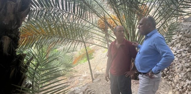 اجرای موفق طرح مبارزه با آفت زنجیره خرما در نخلستان‌های بندرعباس