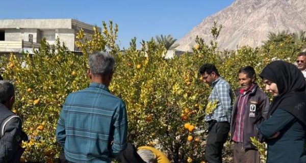 پایش آفت مینوز مرکبات در بیش از ۱۱۰۰ هکتار از باغات بندرعباس