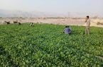 آغاز کشت تنباکو در یکهزار هکتار از اراضی کشاورزی شهرستان بندرلنگه