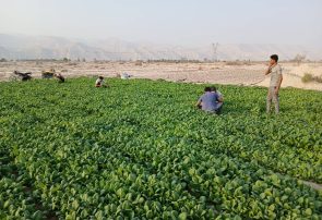 آغاز کشت تنباکو در یکهزار هکتار از اراضی کشاورزی شهرستان بندرلنگه