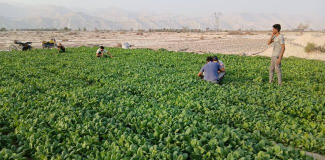 آغاز کشت تنباکو در یکهزار هکتار از اراضی کشاورزی شهرستان بندرلنگه