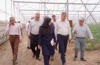 برگزاری آیین شکرانه اولین برداشت محصول گردوی گرمسیری پکان در حاجی آباد