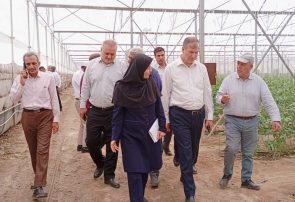 برگزاری آیین شکرانه اولین برداشت محصول گردوی گرمسیری پکان در حاجی آباد