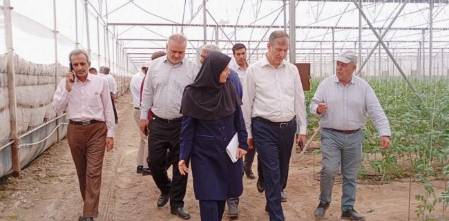 برگزاری آیین شکرانه اولین برداشت محصول گردوی گرمسیری پکان در حاجی آباد