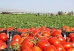 کشت نشاء گوجه فرنگی در مزارع هرمزگان آغاز شد/هرمزگان پیشتاز تولید محصول گوجه فرنگی خارج از فصل در کشور
