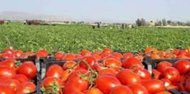 کشت نشاء گوجه فرنگی در مزارع هرمزگان آغاز شد/هرمزگان پیشتاز تولید محصول گوجه فرنگی خارج از فصل در کشور