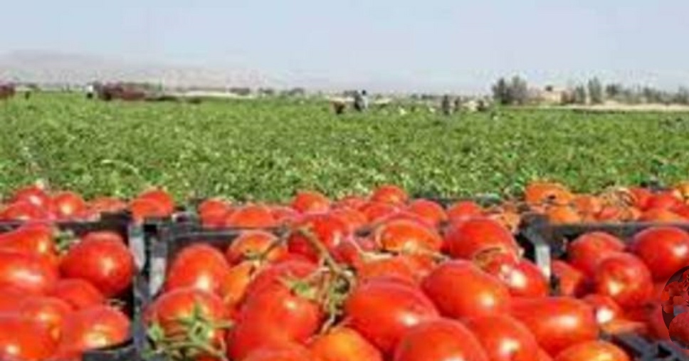 کشت نشاء گوجه فرنگی در مزارع هرمزگان آغاز شد/هرمزگان پیشتاز تولید محصول گوجه فرنگی خارج از فصل در کشور