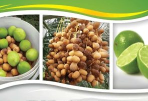 سومین جشنواره ملی لیمو و اولین جشنواره ملی خرما در رودان برگزار می‌شود