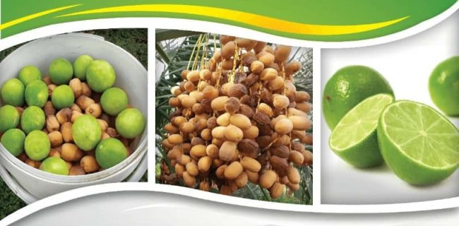 سومین جشنواره ملی لیمو و اولین جشنواره ملی خرما در رودان برگزار می‌شود