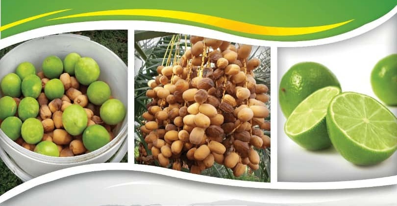 سومین جشنواره ملی لیمو و اولین جشنواره ملی خرما در رودان برگزار می‌شود