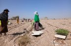 آغاز کشت گوجه فرنگی در مزارع شهرستان بندرعباس