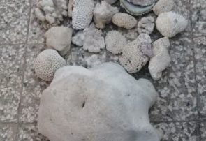 کشف و ضبط ۲۲ کیلو مرجان در شهرستان قشم