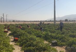 شهرستان پارسیان استان هرمزگان، پیشگام در تولید گوجه فرنگی خارج از فصل