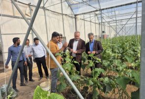 بازدید میدانی رئیس سازمان جهاد کشاورزی هرمزگان از وضعیت تولید گلخانه ها و روند کشت گندم در حاجی آباد